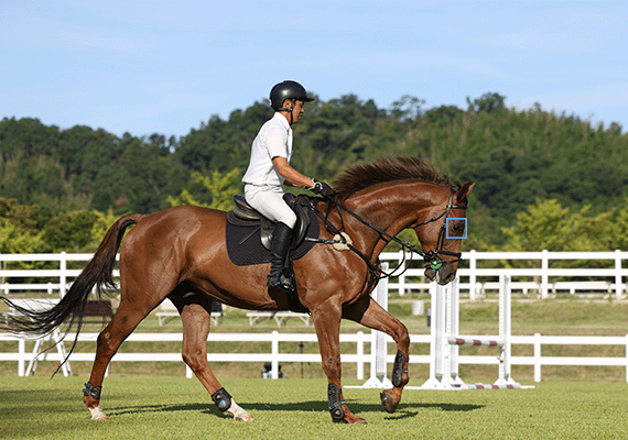 5a381c16ba7847f8b823a055d7ae3f87_EOS+R6+Mark+II+Animal+Priority+Tracking+-+Horse